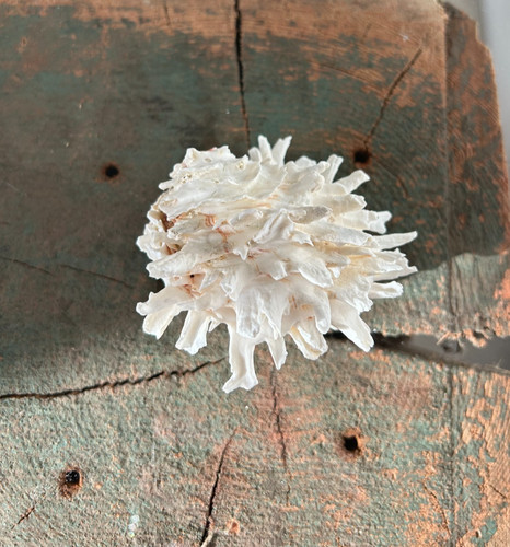 Rare conch shell - 7, cm