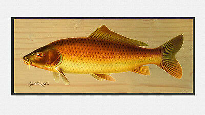 The gold carp cyprinus carpio - gold,