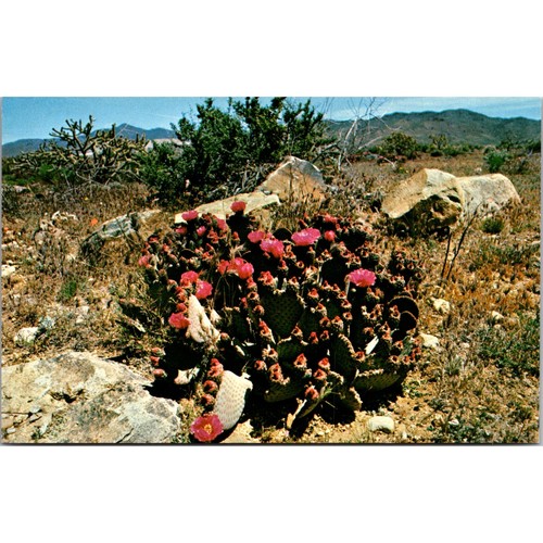 Beavertail prickly pear - beavertail,