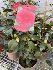 Camellia Marie Williams