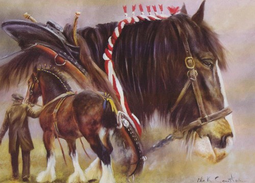 Horses shire horse suffolk - ,