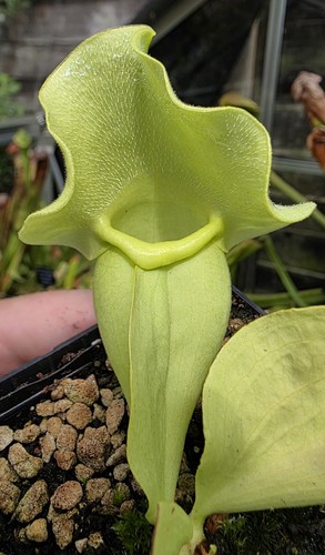 Sarracenia rosea - sarracenia, (purpurea)