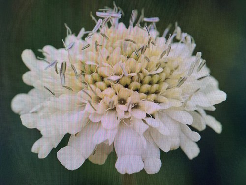 Giant scabious cephalaria - giant,