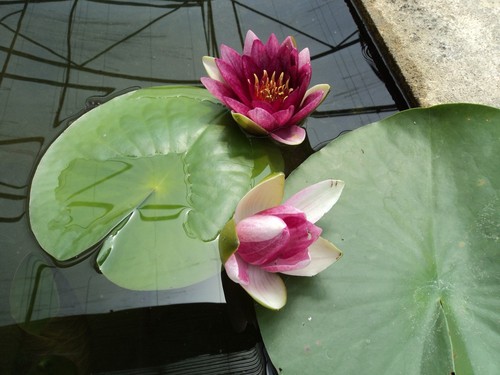 Nymphaea rembrandt water - nymphaea, 'rembrandt'