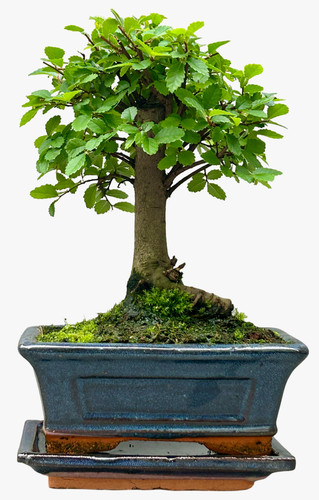 Broom style chinese elm - style, bonsai