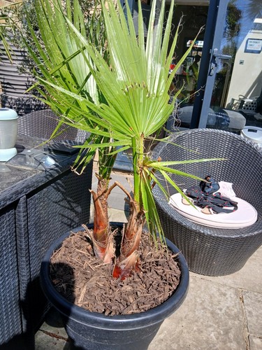 Mexican fan palm washingtonia - mexican,