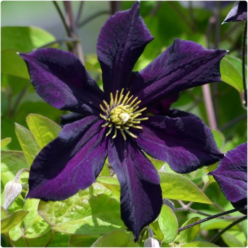 Clematis romantika x 3 - clematis,