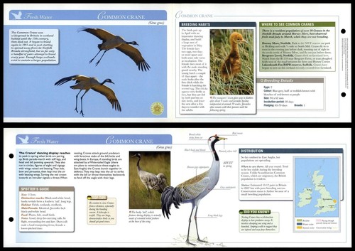 Common crane fresh - fresh, water
