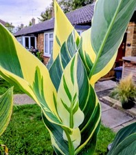 Canna Stuttgart Rhizome