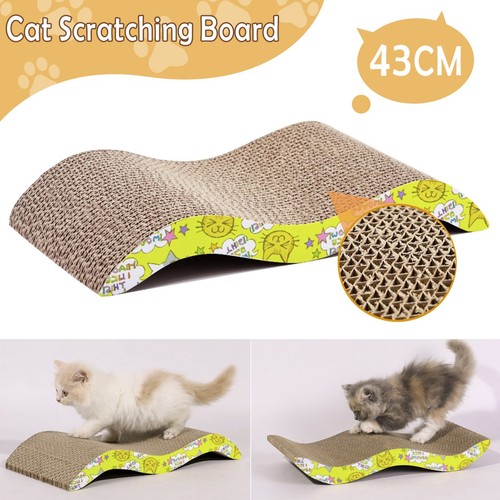 Cat kitten cardboard - kitten,