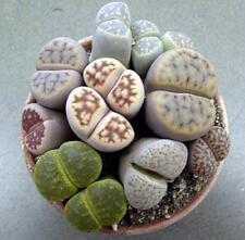 Lithops / Living Stones ~ 50+