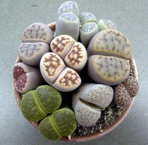 Lithops living stones 50 - /, ~