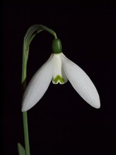 Galanthus Reverand Hailstone