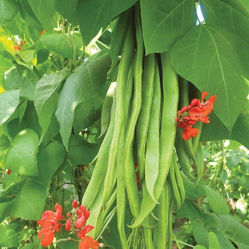 Runner bean firestorm - bean,