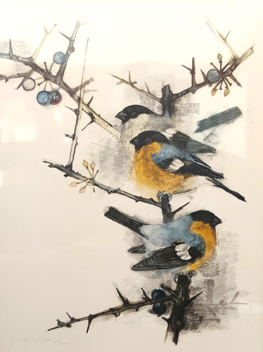 Vintage bullfinch bird print - bullfinch,