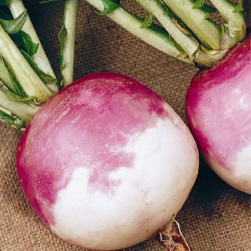 Turnip purple top white - turnip,