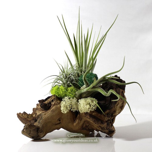 Creative air plant - plant, with