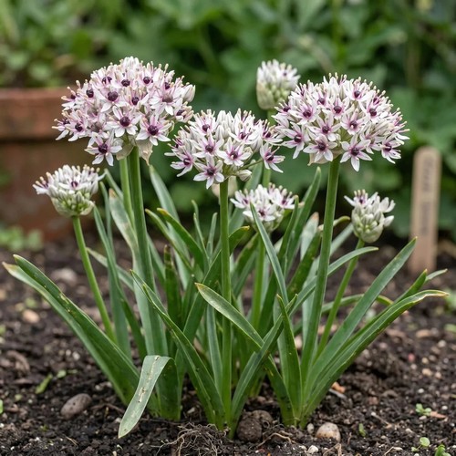 Allium silver spring - silver,