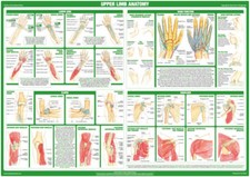 Joint Anatomy Poster | Upper