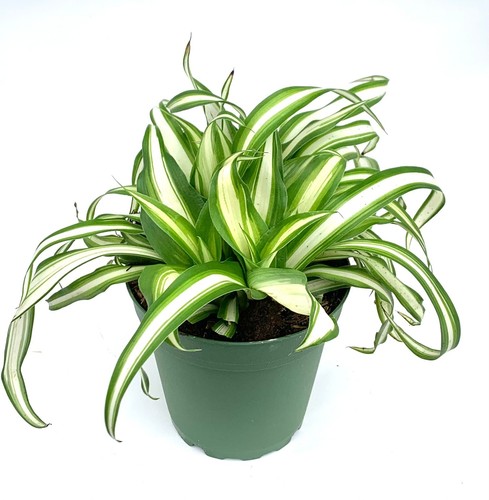 Variegated spider plant - variegated,