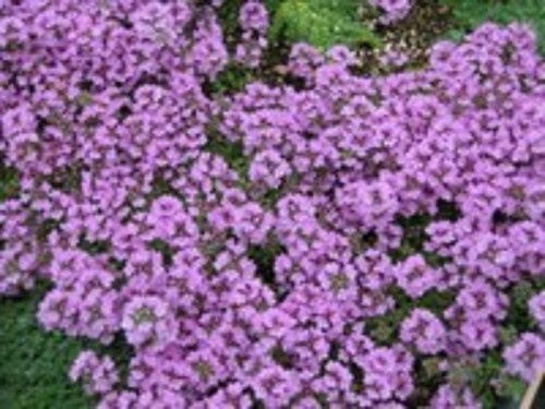 Thyme purple creeping thymus - 6,
