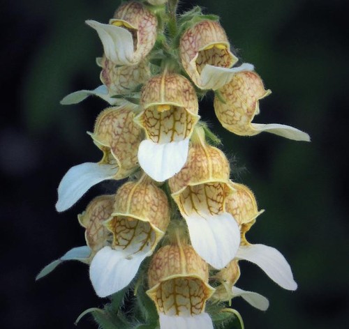 Foxglove cafe creme hardy - creme,