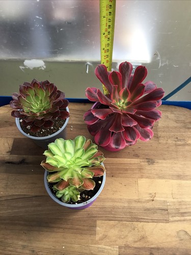Different aeoniums black - x,