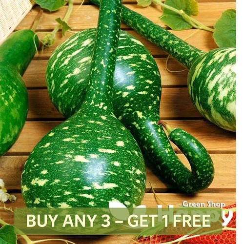 Gourd speckled swan - swan,