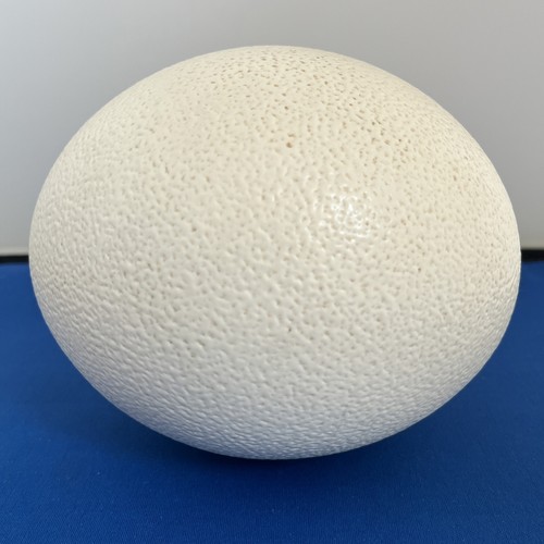 Ostrich egg approx 14cm - ostrich, tall