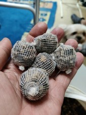 55 carp bait balls 10-12g hand