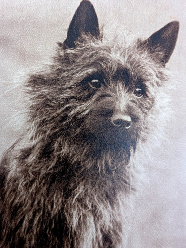 Vintage used cairn terrier - used,