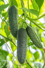 3X Cucumber Plug Plants -