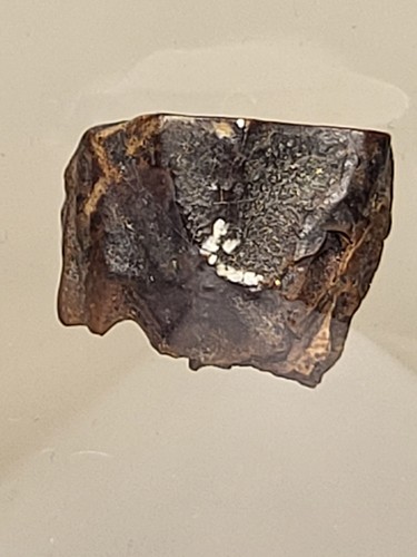Triceratops tooth hell creek - tooth.,