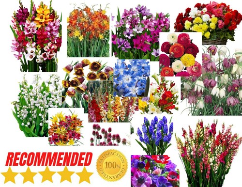 Mixed beautiful garden - beautiful, flowers