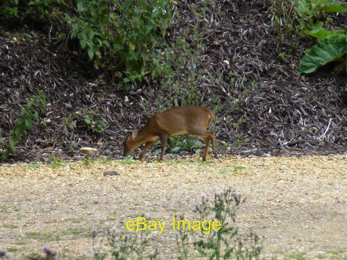 Photo 6x4 muntjac deer in - deer,