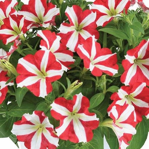 Petunia semi trailing - semi,