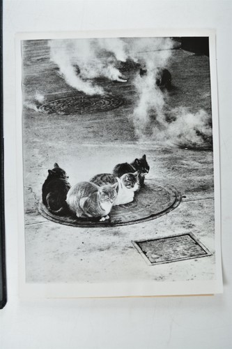 Homeless cats manhole cover - homeless,