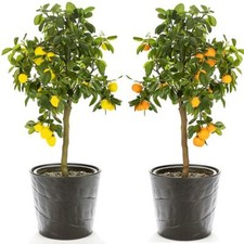 Citrus fruit tree duo - fruit,