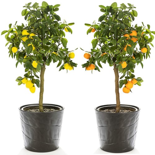 Citrus fruit tree - citrus, duo
