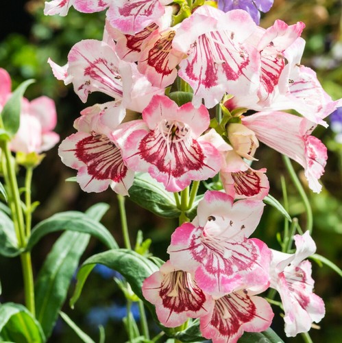 Penstemon strawberries - t&m, &