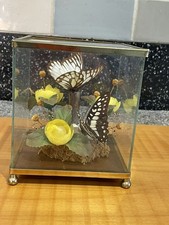 Terrarium Butterfly Display