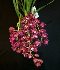 Cymbidium "Fido". 1 Spikes