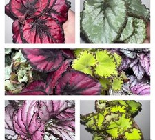 6 Bareroot Tropical Begonia Rex Plants – 4 Beautiful Varieties for Indoor Garden