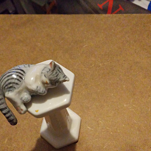 Grey white cat - grey,