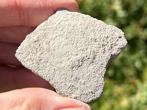 Titanosaur dinosaur eggshell - titanosaur,