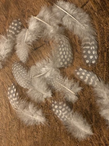 Silver grey guinea fowl spotty - guinea,