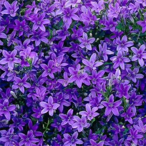 Campanula portenschlagania 6 - campanula, x