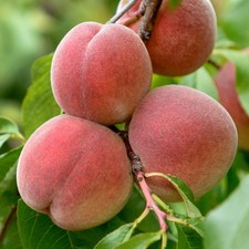 Peach Persica Tree Grow Your