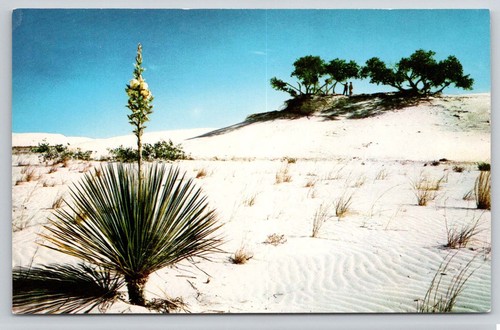 New mexico postcard - new, white
