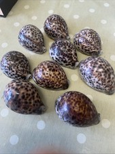 Beautiful 9 Tiger Cowrie Shell